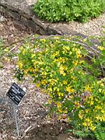 Coronille des jardins, Hippocrepis emerus subsp Emerus, (fam Leguminosae) (Europe sud et centre) (1) (Photo F. Mrugala)